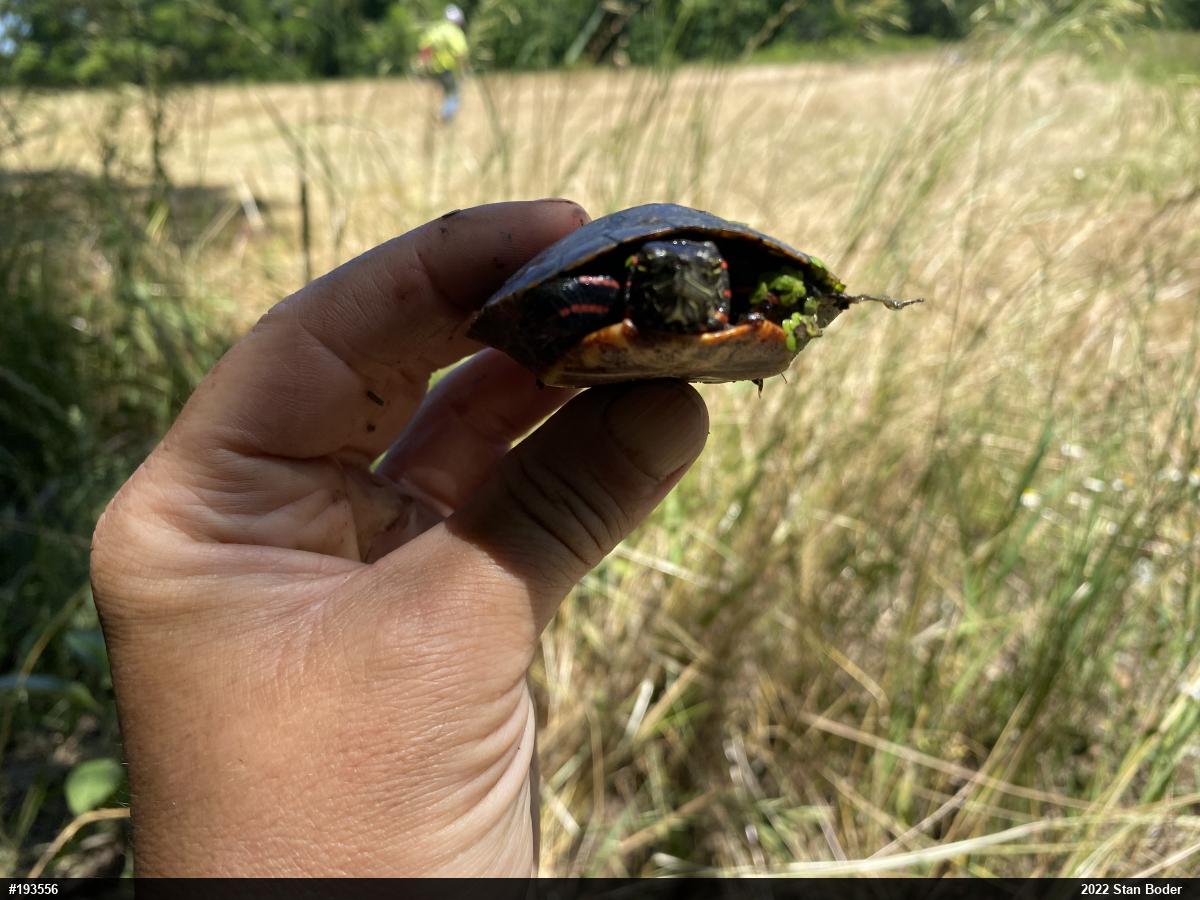 Eastern Painted Turtle