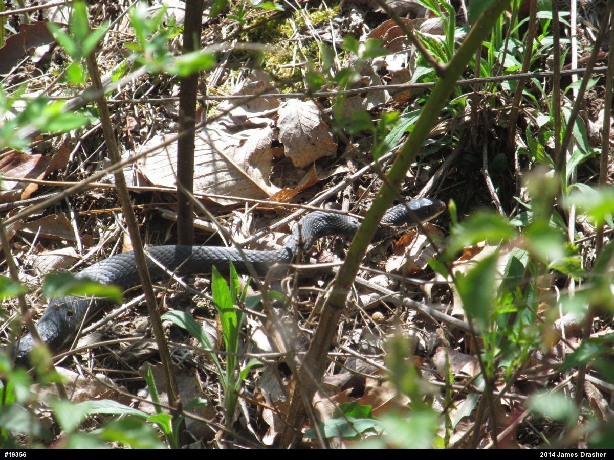Northern Black Racer