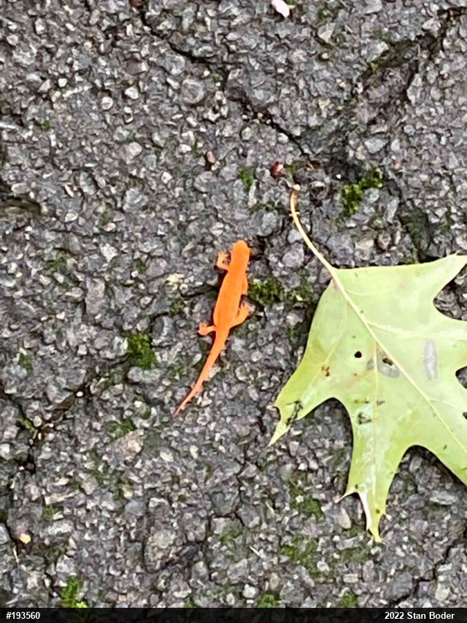Red-spotted Newt