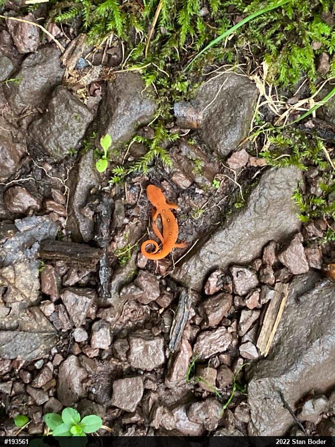 Red-spotted Newt
