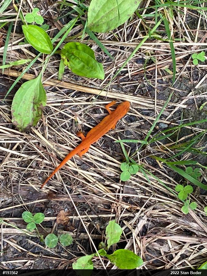 Red-spotted Newt
