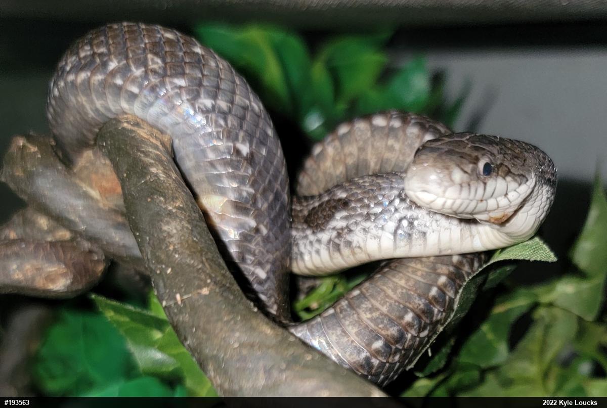 Eastern Ratsnake