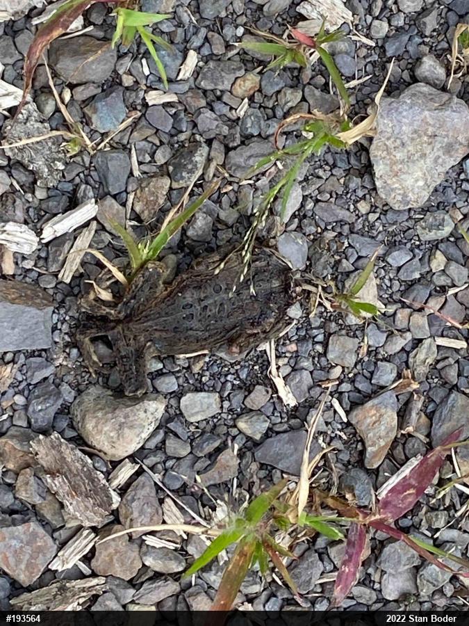 Eastern American Toad