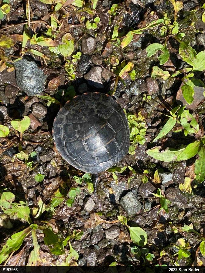 Eastern Painted Turtle