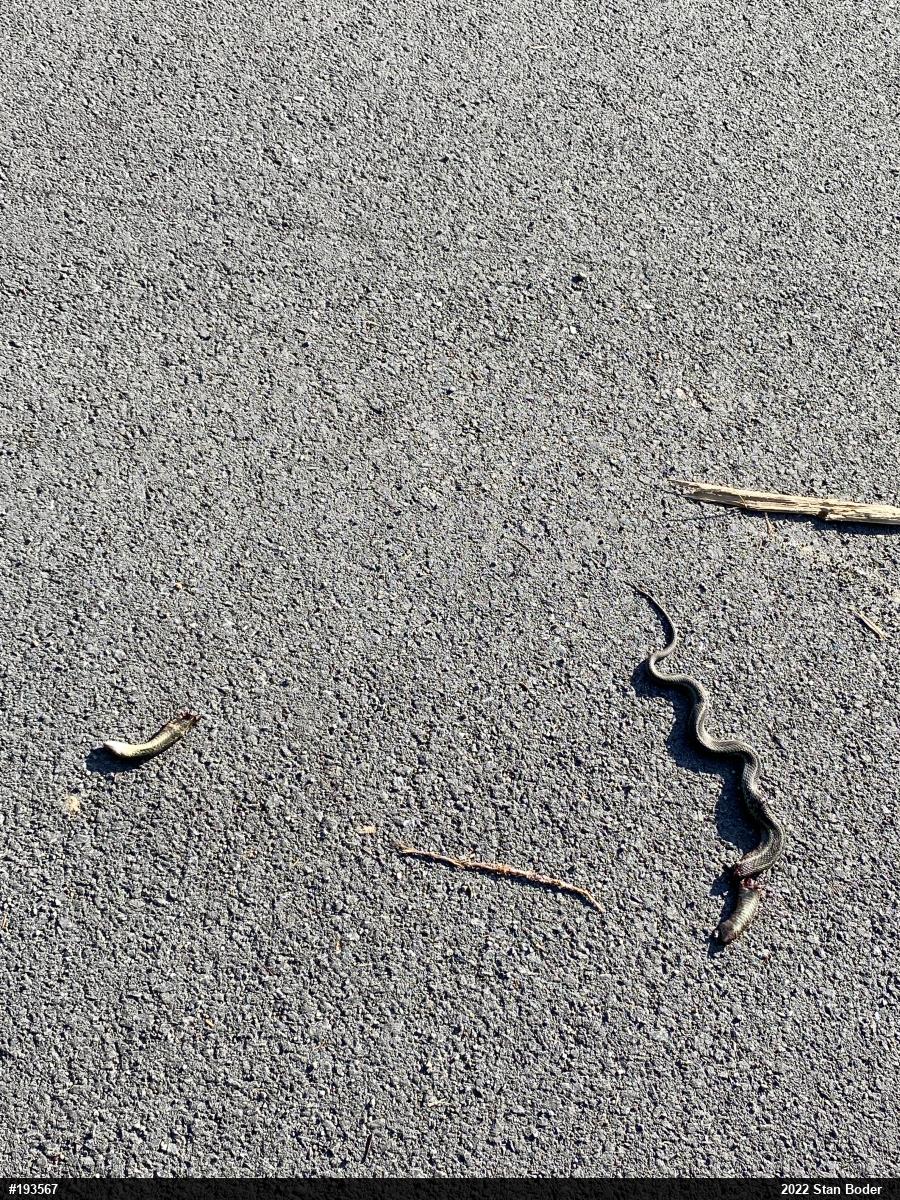 Eastern Gartersnake