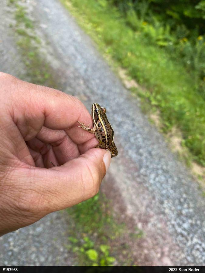 Pickerel Frog