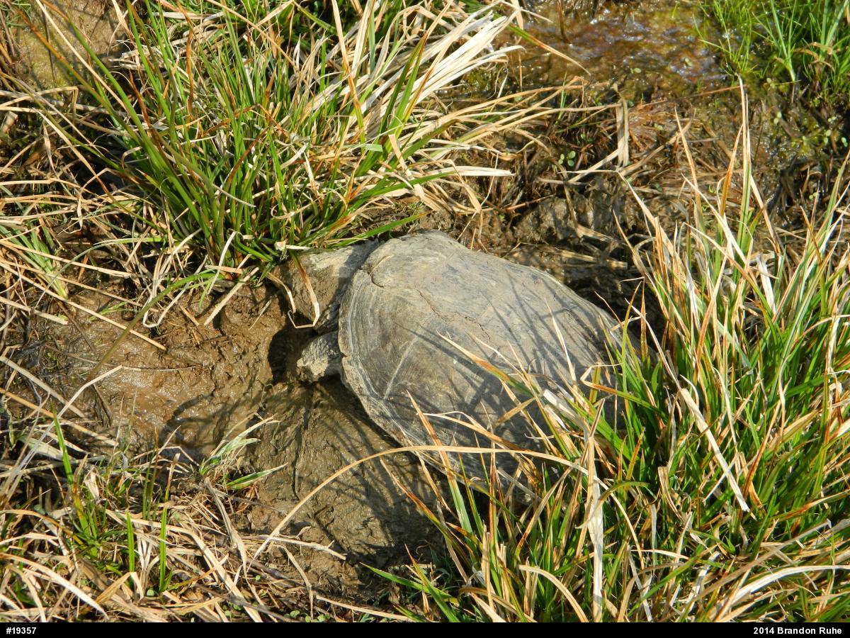 Snapping Turtle