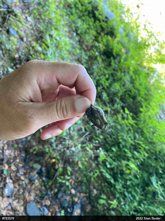 Eastern American Toad