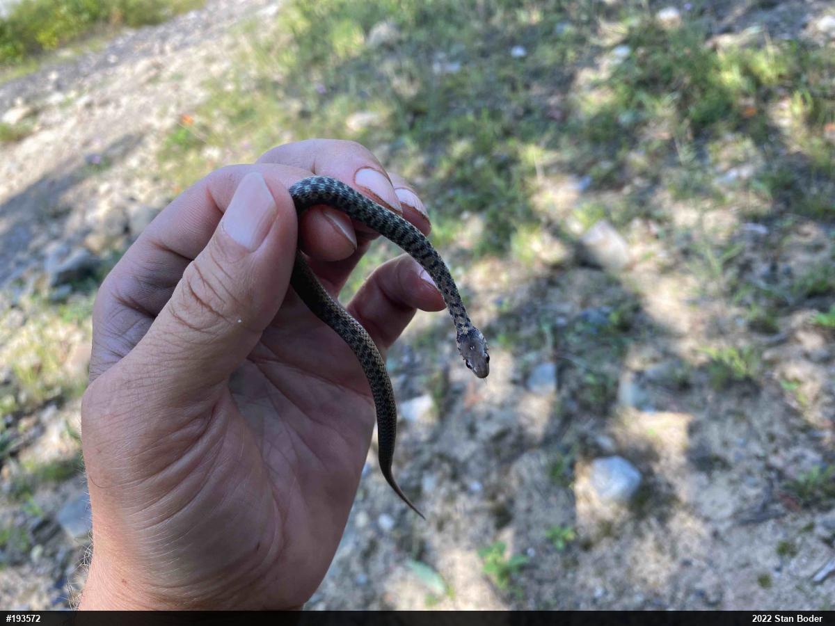 Eastern Gartersnake