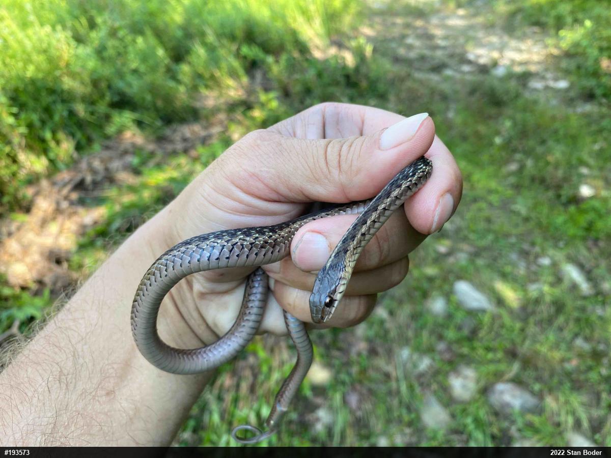 Eastern Gartersnake