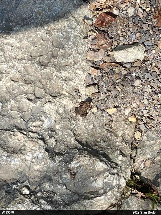 Eastern American Toad