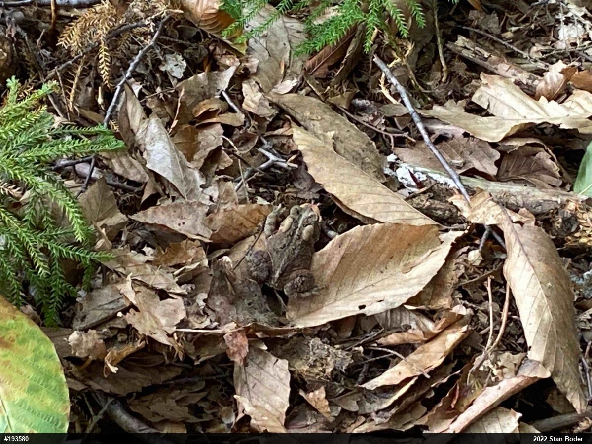 Eastern American Toad