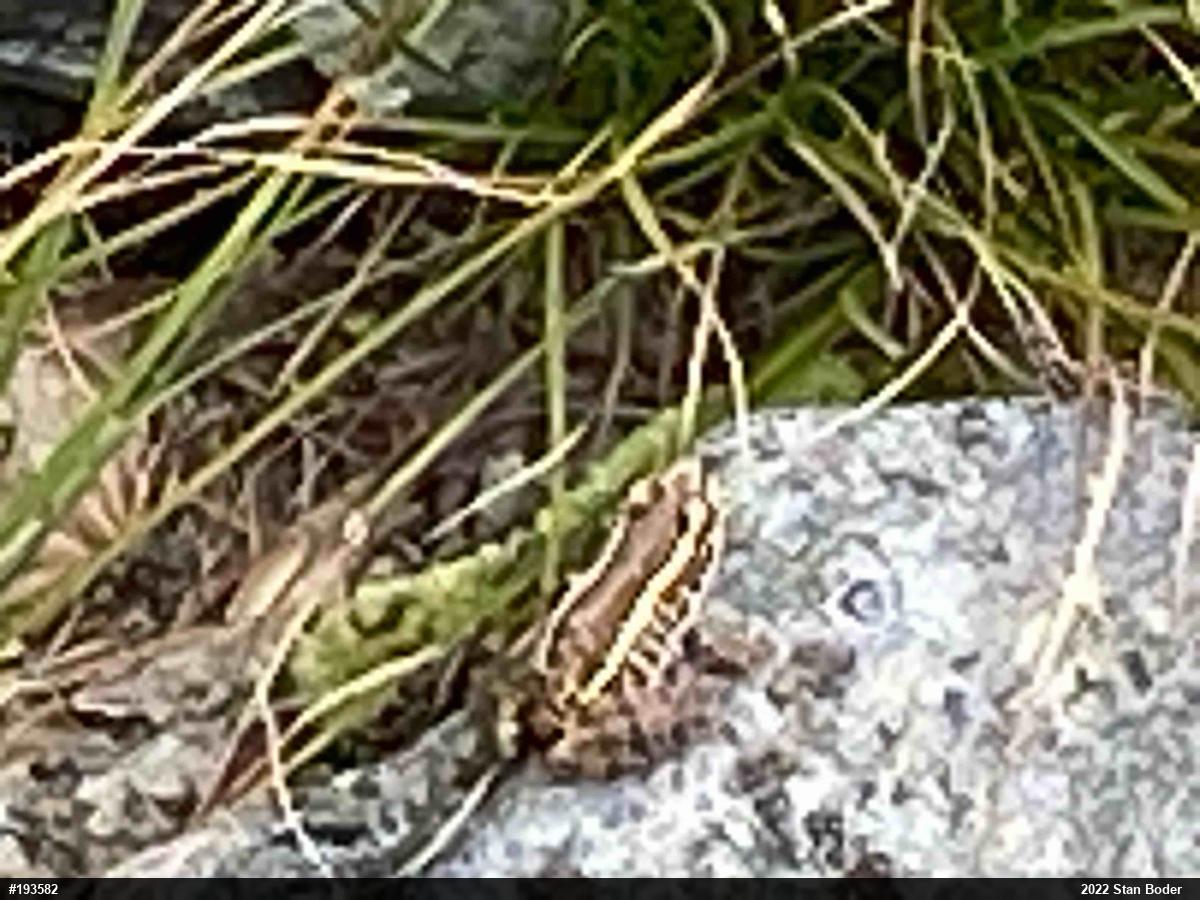 Pickerel Frog