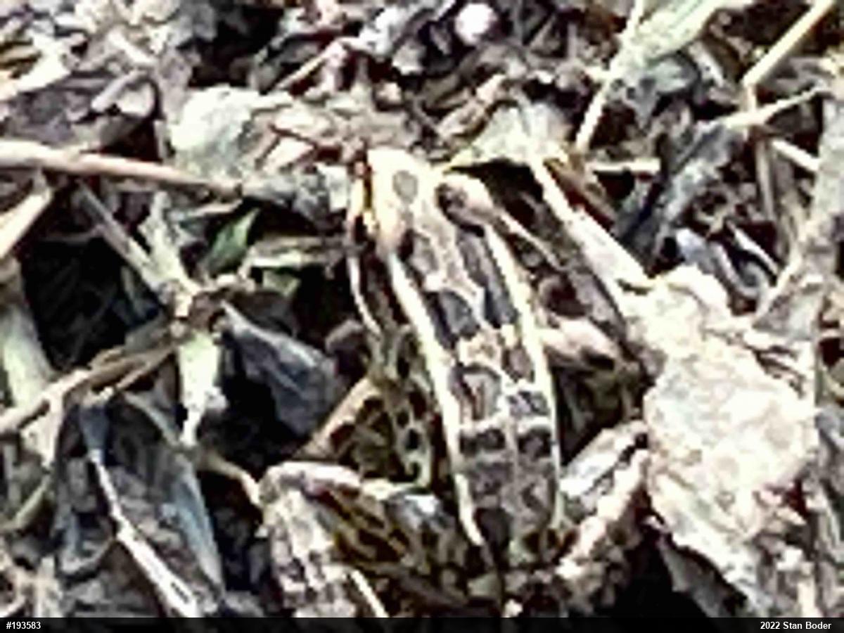 Pickerel Frog