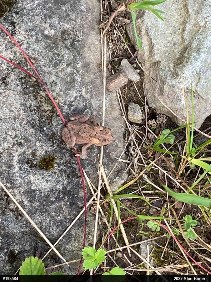 Eastern American Toad