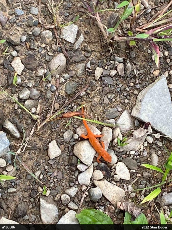 Red-spotted Newt