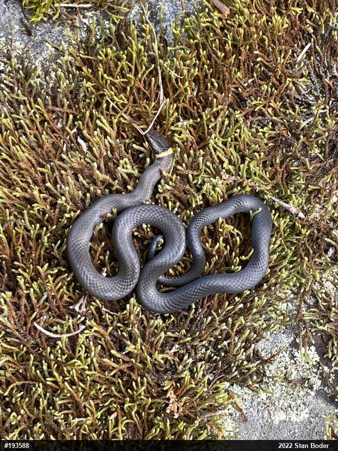 Northern Ring-necked Snake