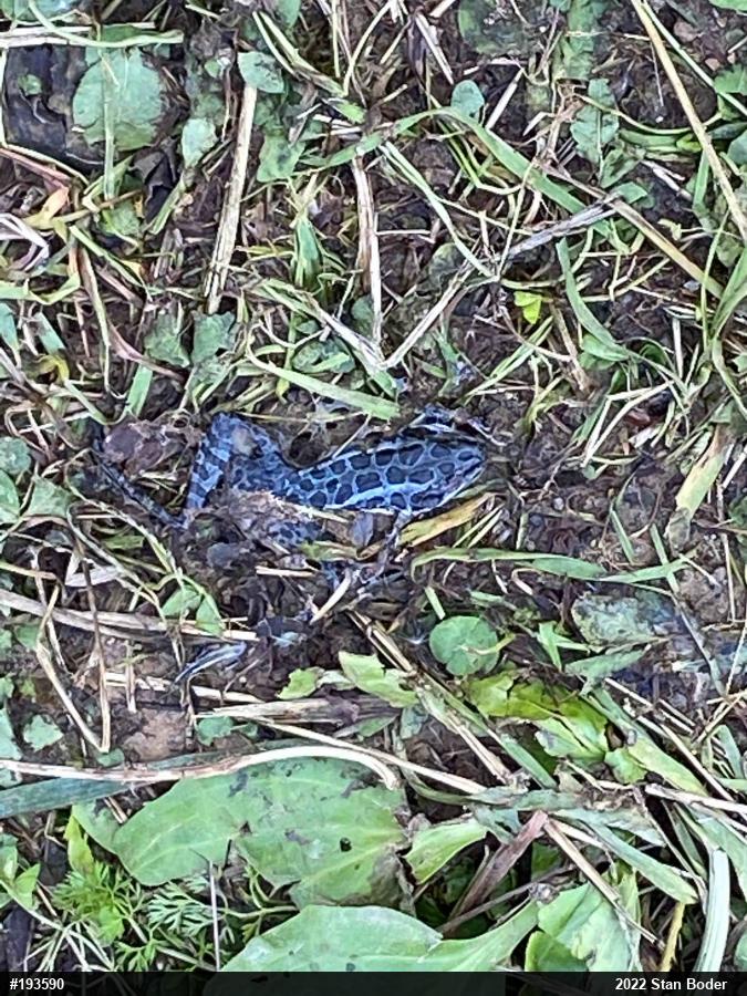 Pickerel Frog