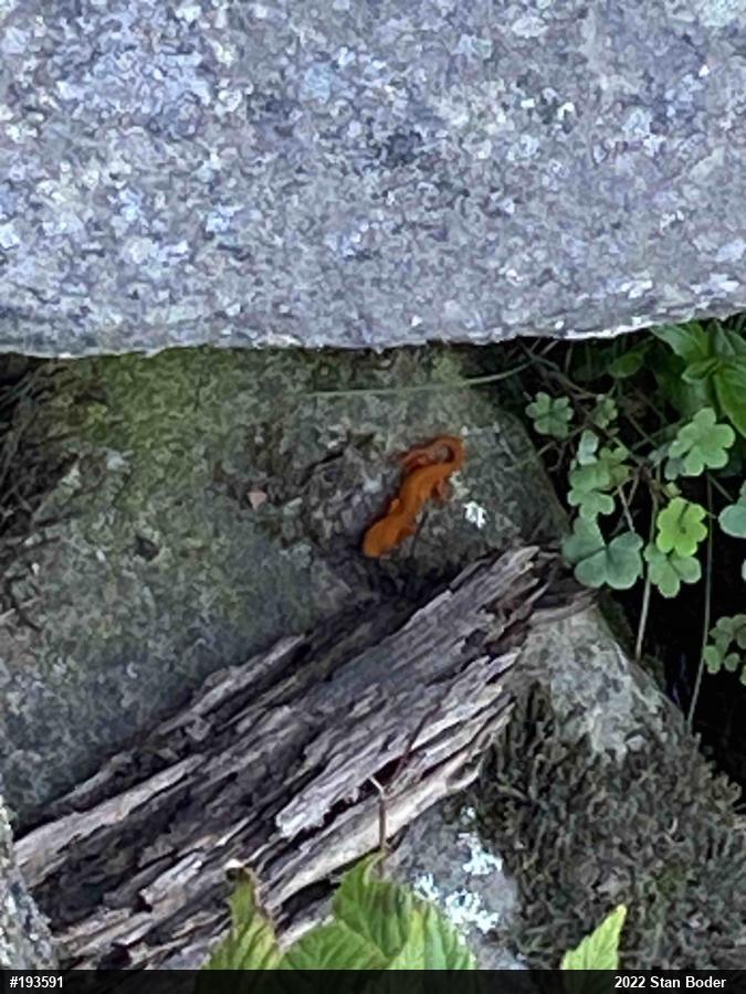 Red-spotted Newt