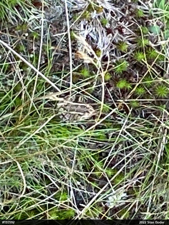 Pickerel Frog