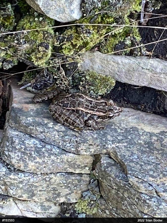 Pickerel Frog