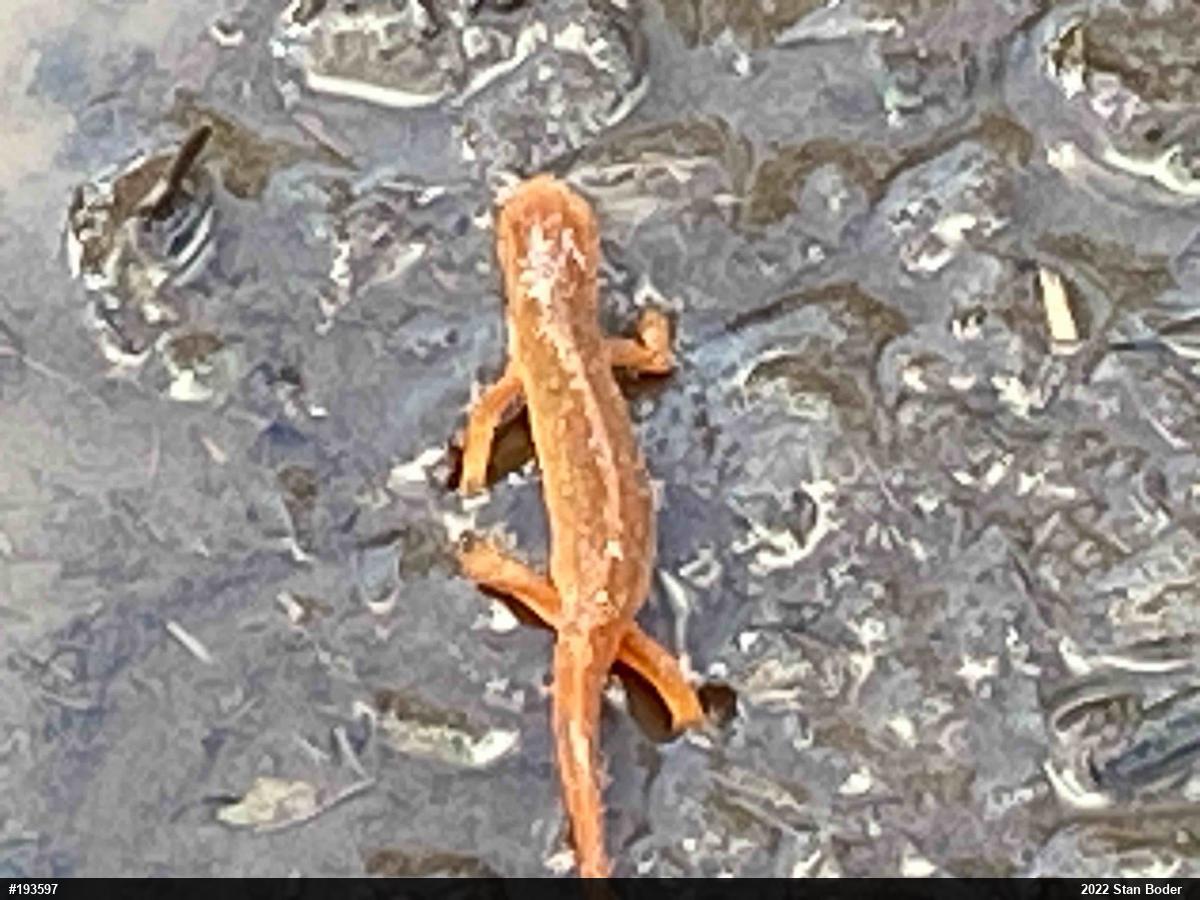 Red-spotted Newt