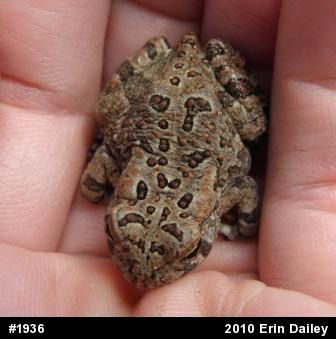 Fowler's Toad