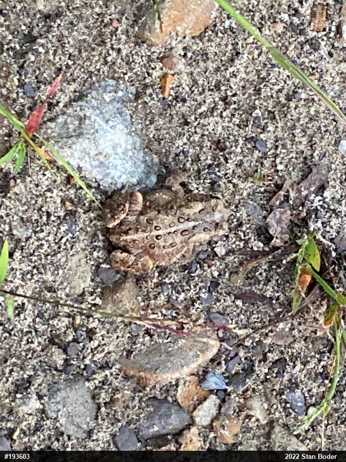 Eastern American Toad