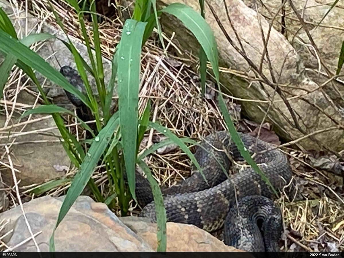 Timber Rattlesnake