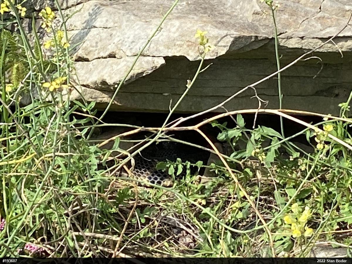 Timber Rattlesnake
