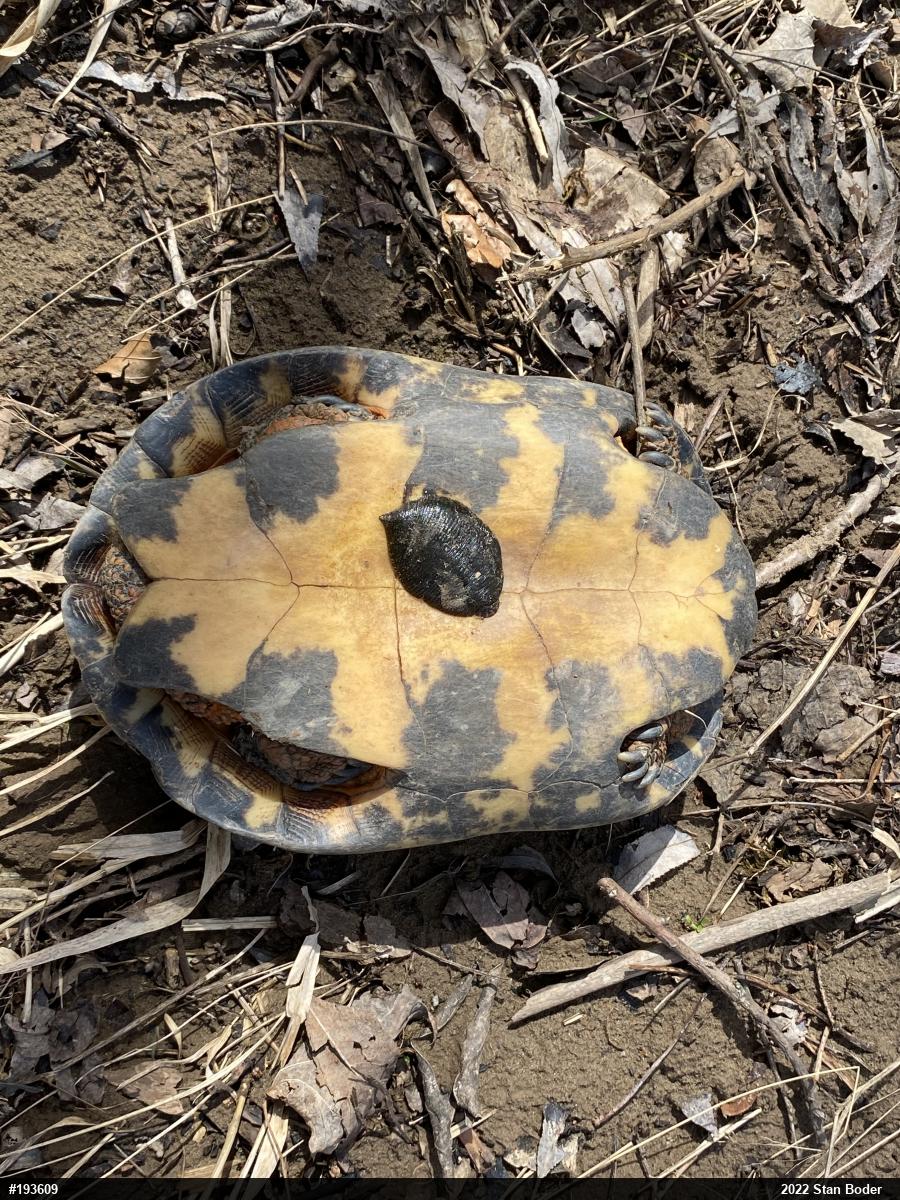 Wood Turtle