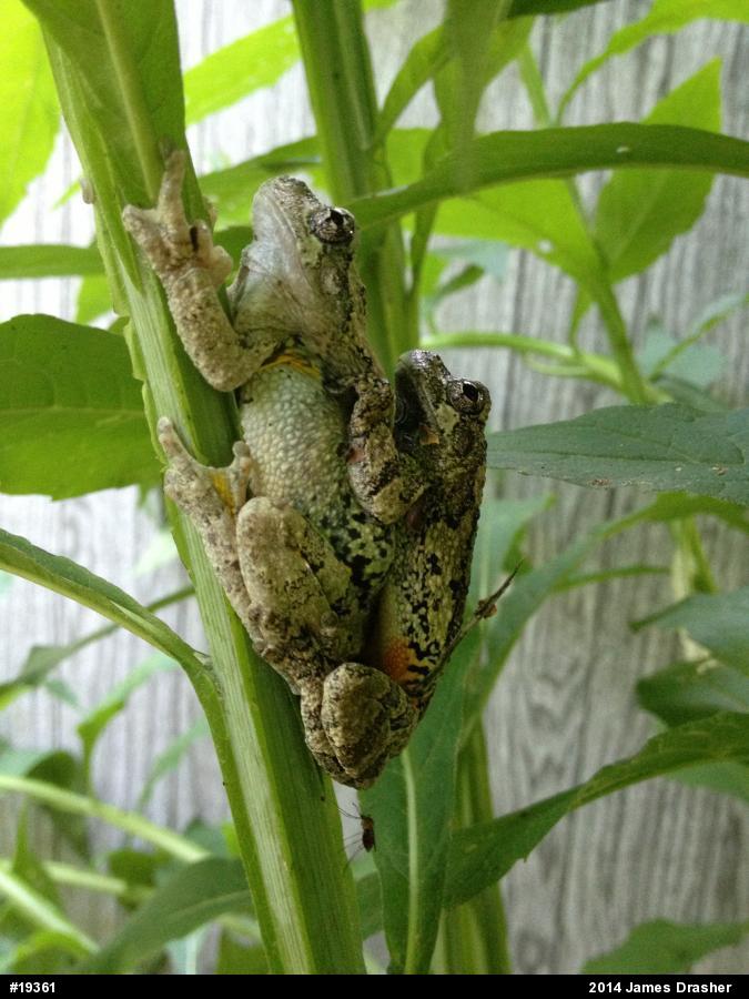 Gray Treefrog