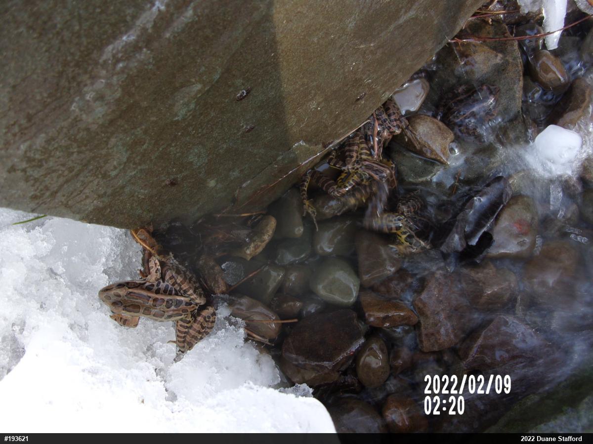 Pickerel Frog