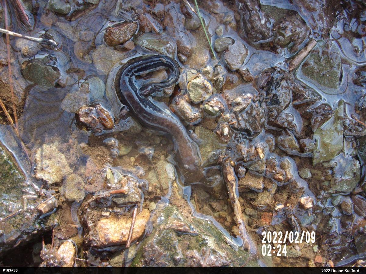Allegheny Mountain Dusky Salamander