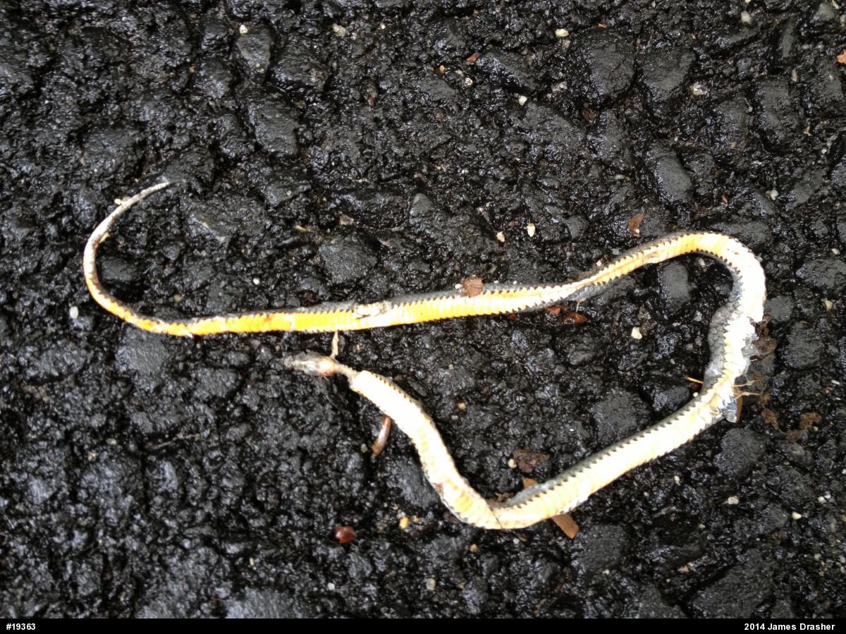 Northern Ring-necked Snake