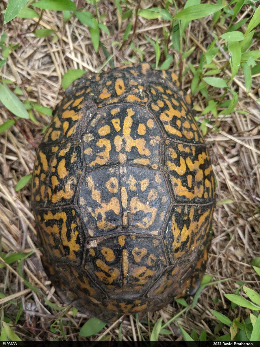 Eastern Box Turtle