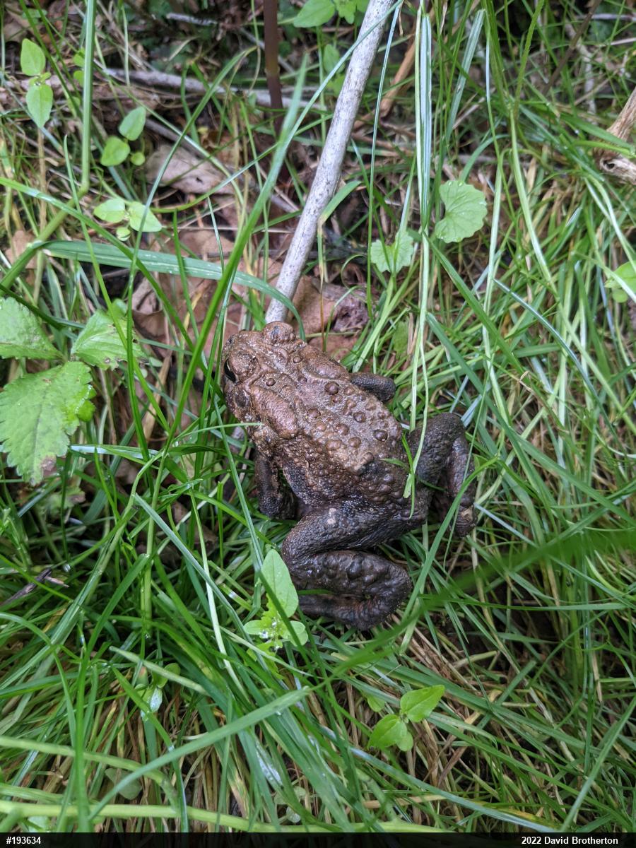 Eastern American Toad