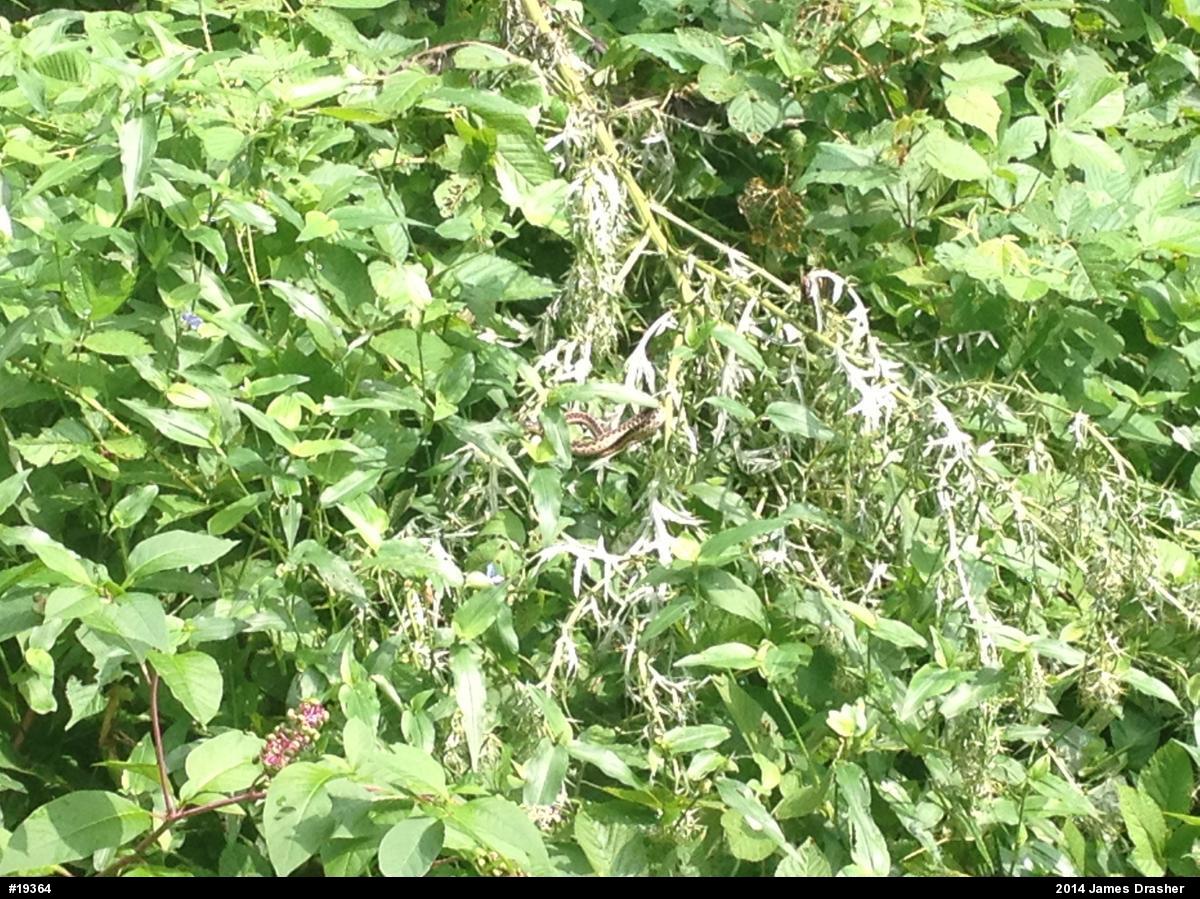 Eastern Gartersnake