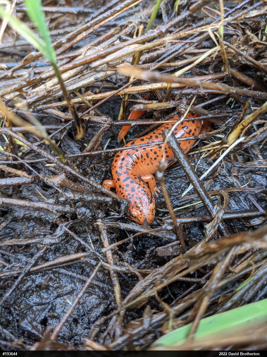 Northern Red Salamander