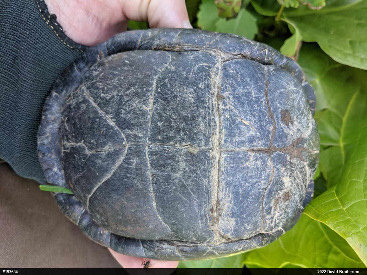 Eastern Box Turtle