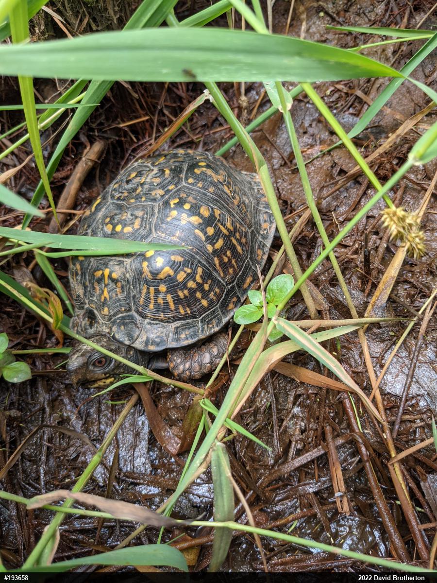 Eastern Box Turtle