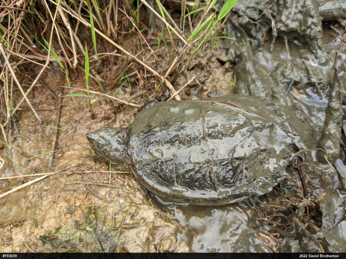 Snapping Turtle
