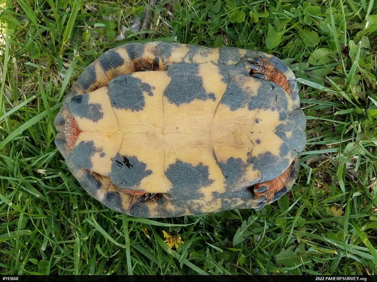 Wood Turtle