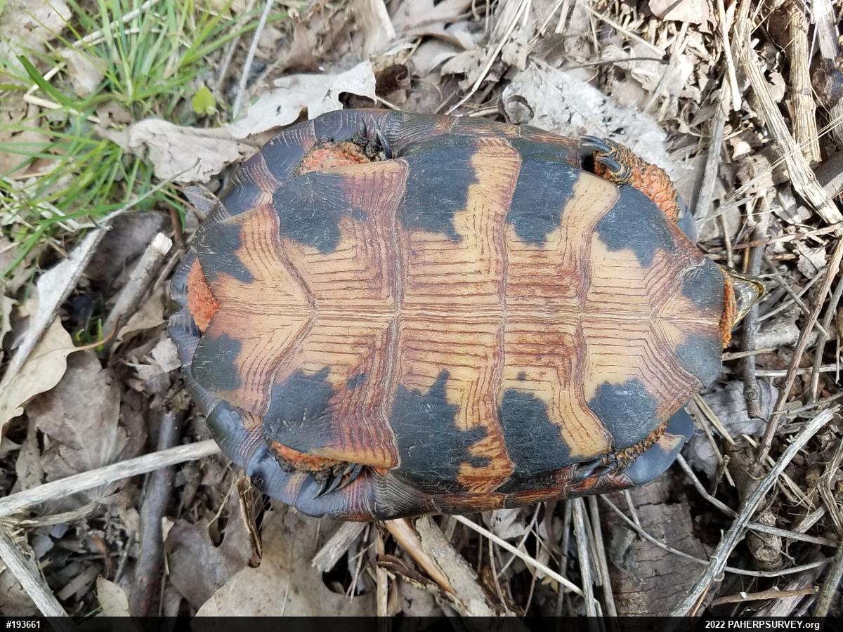 Wood Turtle
