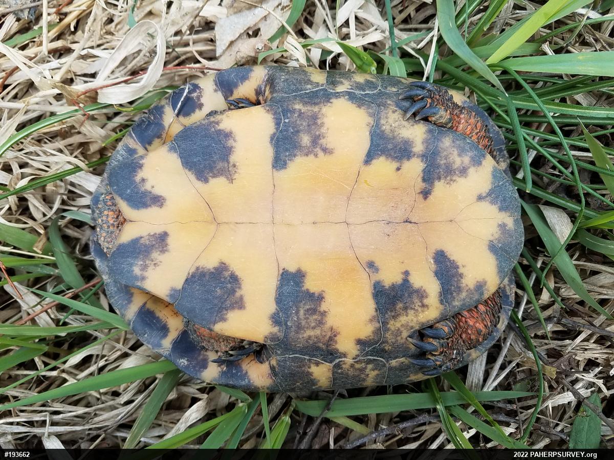 Wood Turtle
