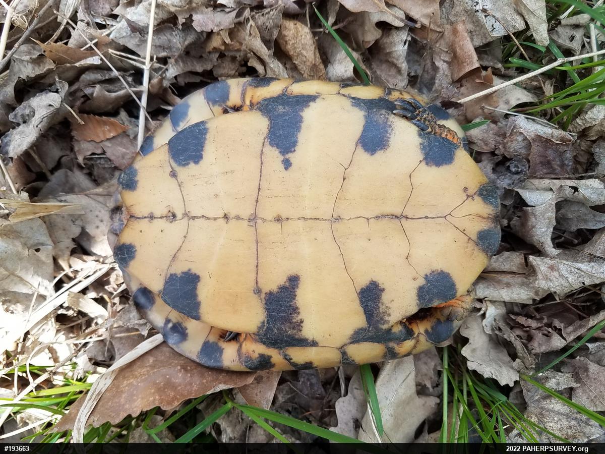 Wood Turtle