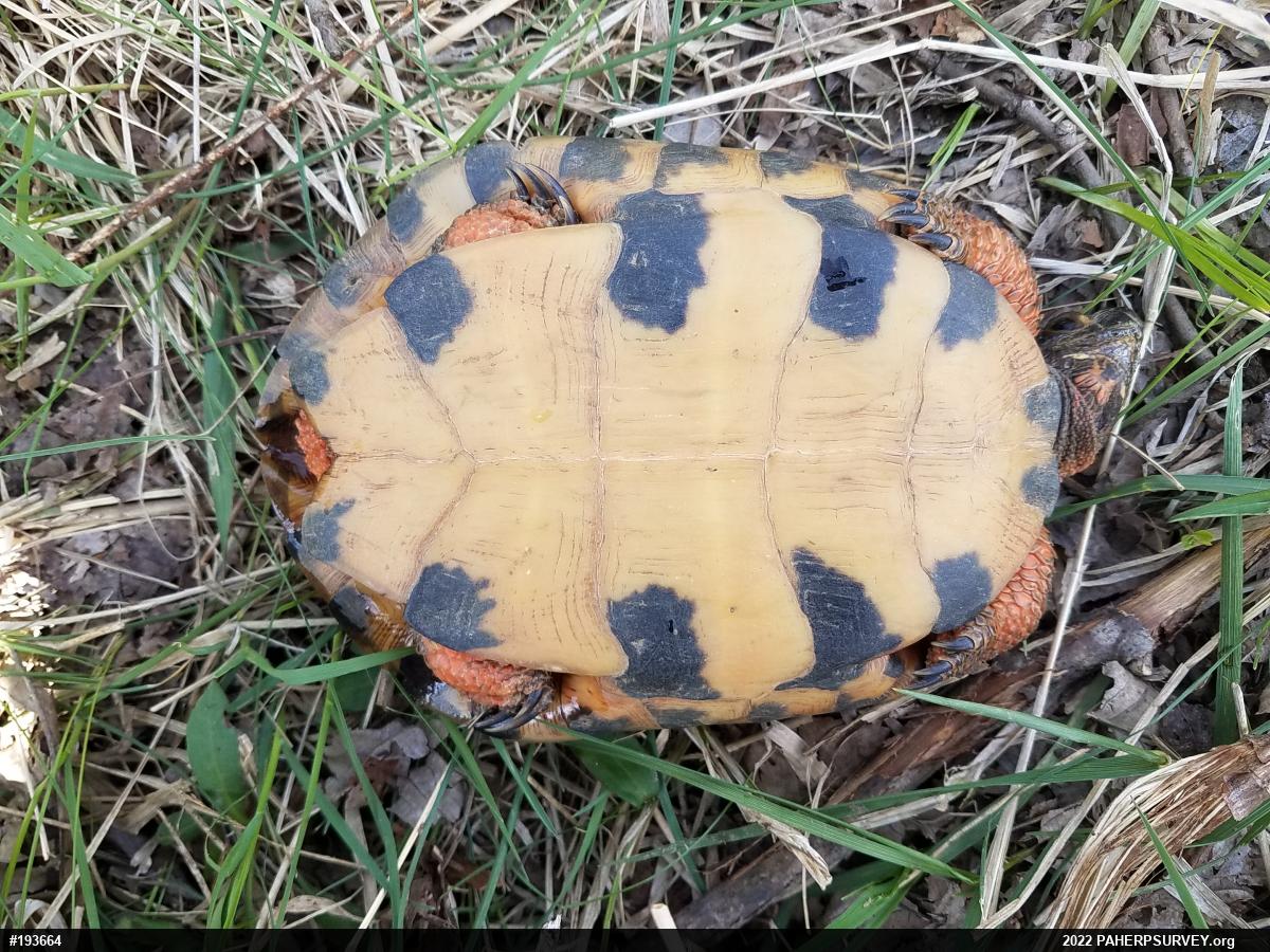 Wood Turtle