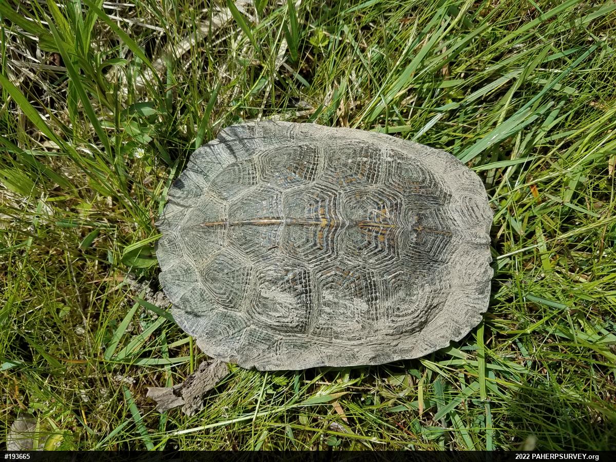 Wood Turtle