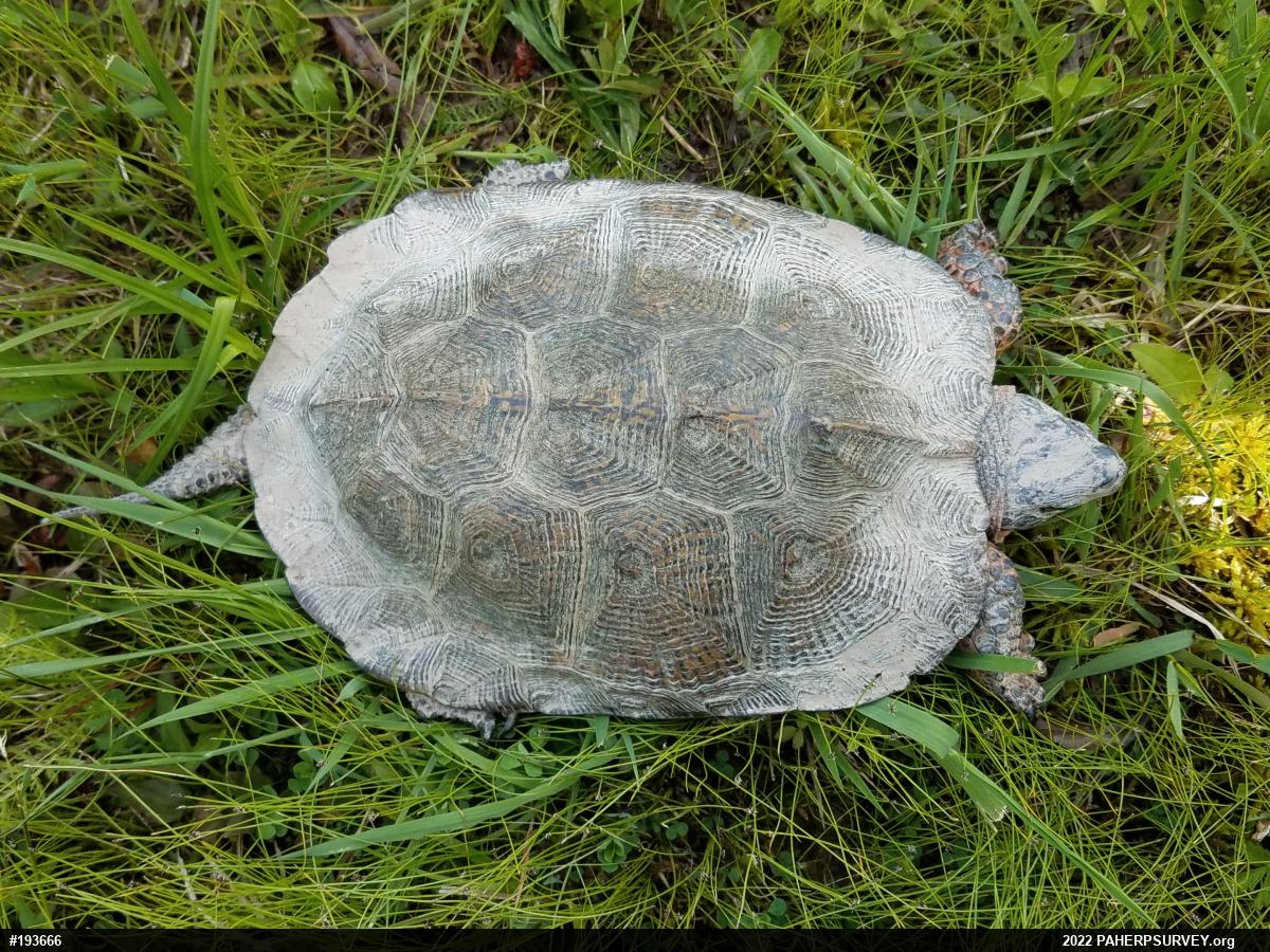 Wood Turtle