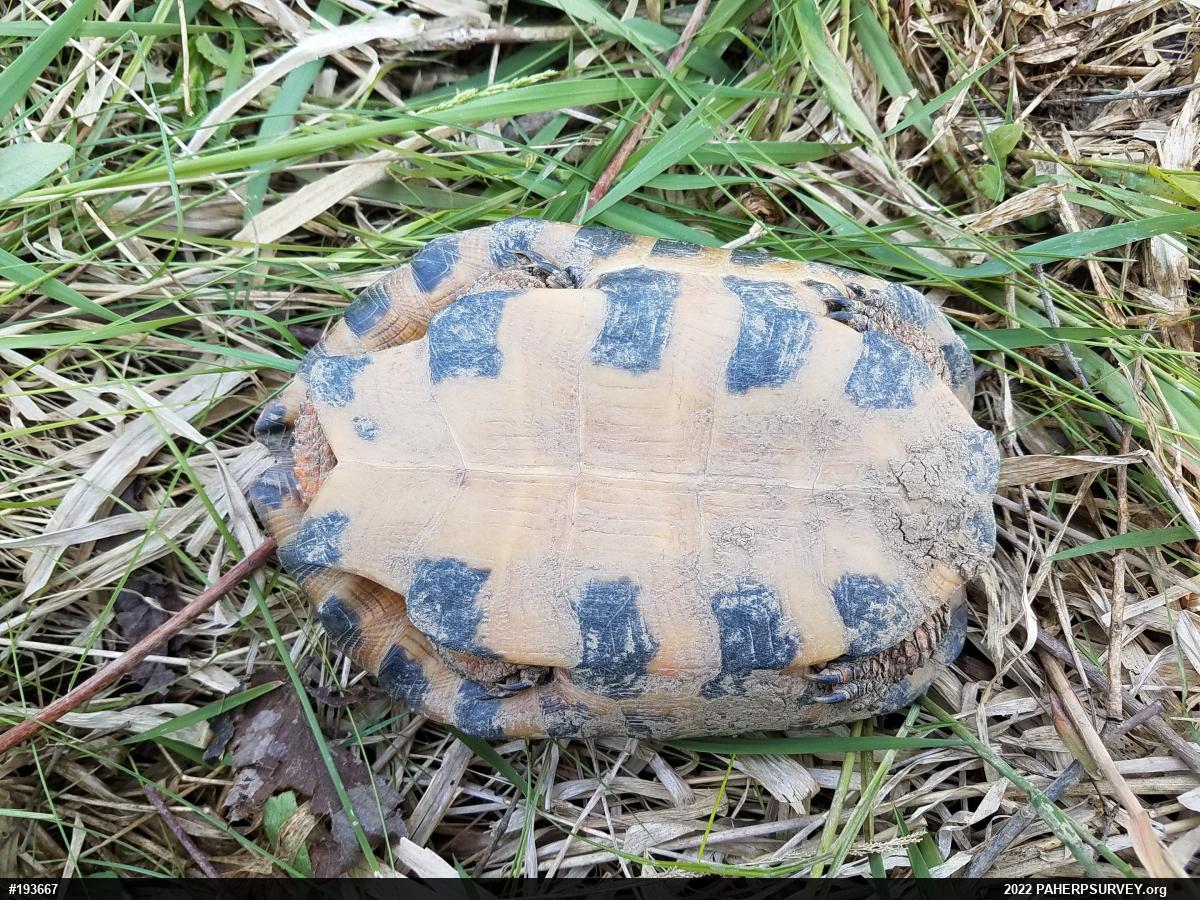 Wood Turtle